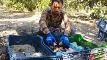 Bursa 'Kraliçe İnciri'nde fiyat oyunu