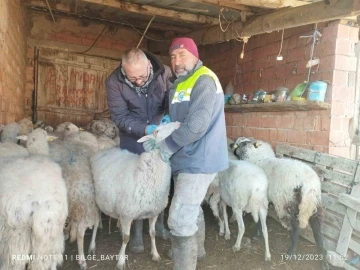 Küçükbaş hayvan yetiştiriciliği destekleme miktarında önemli artış
