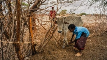 Kuraklık, Afrika Boynuzu'nda yaklaşık 4,35 milyon kişiyi insani yardıma muhtaç etti