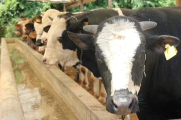 Kurban etlerinin işlenmesi ve muhafazası
