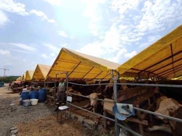 Kurban pazarlarındaki büyükbaşların yüzde 80’i satıldı
