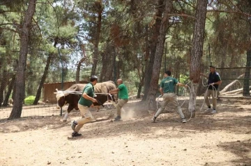 Kurban yakalama timi göreve hazır
