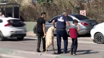 Kurbanlığı ayaklarından tutup çocuk gibi yürüttüler
