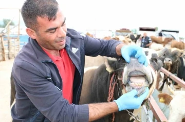 Kurbanlık denetimleri devam ediyor
