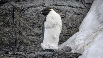 İmparator penguenler tehlike altında