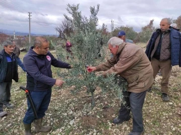 Kurum müdürü vatandaşlara ağaç budamasını öğretiyor
