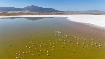 Kuş cenneti Acıgöl’de flamingoların göç yolculuğu
