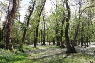 Kuş Cenneti’nde su papatyası güzelliği
