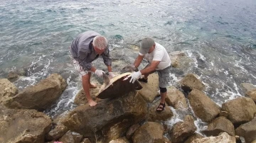 Kuşadası’nda caretta caretta cinsi deniz kaplumbağası kıyıya vurdu