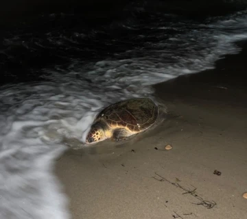 Kuşadası’nda sahilde caretta caretta türü deniz kaplumbağası ölü olarak bulundu
