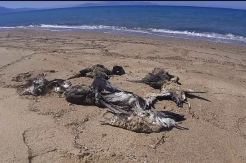 Kuşadası’nda yelkovan kuşları ölü bulundu
