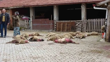 Kütahya’da ahıra giren sokak köpekleri 22 koyunu telef etti
