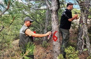 Kütahya’da hava kirliliği etkilerinin değerlendirilmesi için ormanlar gözlemleniyor
