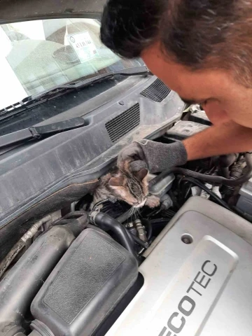 Kütahya’da otomobilin motoruna sıkışan yavru kedi kurtarıldı
