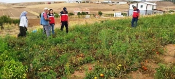 Kütahya’da TAKE projelerinden domates ve biber üretim alanları denetlendi
