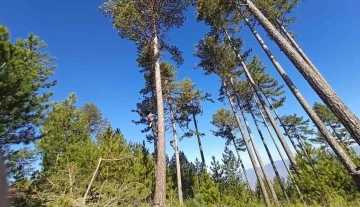 Kütahya OBM’nin ormanların gençleştirilmesi çalışmaları
