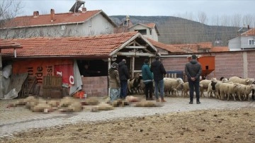 Sahipsiz köpekler 20 küçükbaş hayvanı telef etti