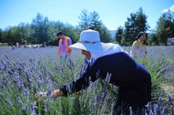 Lavanta bahçesi yeni sezona hazırlanıyor
