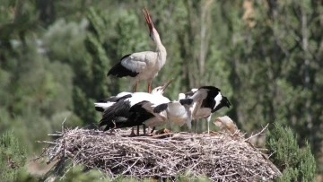 Leylekler Vadisi’nde “lak lak” sesleri sustu
