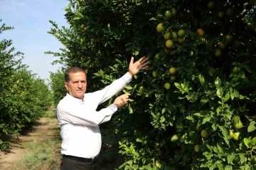 Limon dalında kaldı, üretici limonata çözümü bekliyor
