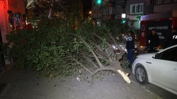 Lodos sebebiyle kırılan ağaç, otomobilin üzerine devrildi