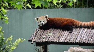 Macaristan'dan getirilen kızıl panda Bursa'daki yeni yuvasında