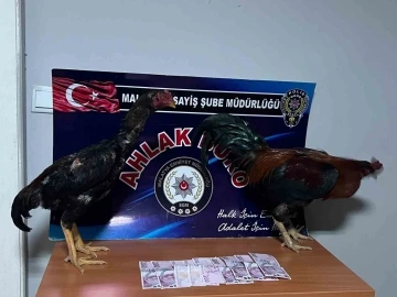 Malatya’da horoz dövüştürenlere rekor ceza
