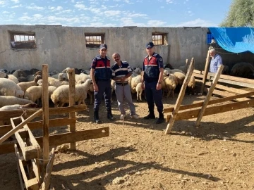 Malatya’da kayıp koyunları jandarma buldu