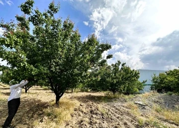 Malatya’da kayısı rekoltesinde düşüş bekleniyor
