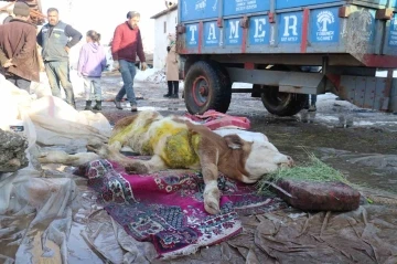 Malatya’da öldü denilen buzağı enkaz altından sağ kurtarıldı
