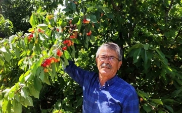 Malatyalı kiraz üreticilerinin umudu ihracatçıların gelmesi
