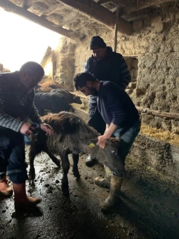 Manda tespit çalışması sürüyor
