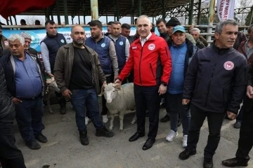 Manisa’da damızlık koç dağıtımı tamamlandı
