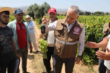 Manisa’da sultani üzümde rekolte belirleniyor
