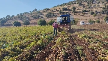 Mardin’de 320 dönüm patates tarlasında günde 200-300 ton hasat yapılıyor
