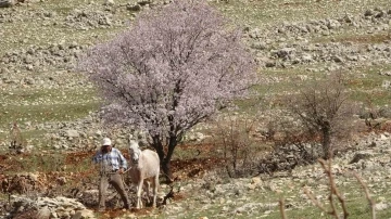 Mardin’de bahar görsel şölen oluşturdu
