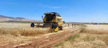 Mardin’de ilk arpa hasadında verim artışı çiftçinin yüzünü güldürdü
