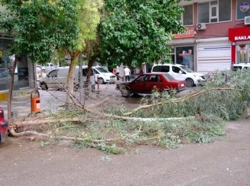 Mardin’de şiddetli rüzgardan ağaç dalları kırılarak yola devrildi
