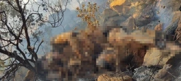 Marmaris’te orman yangınında bulunan ceset Belçika vatandaşı çıktı
