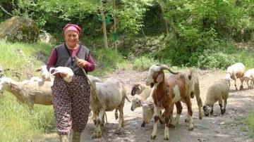 Merkezefendi’de kadın üreticiler sürülerini büyütüyor
