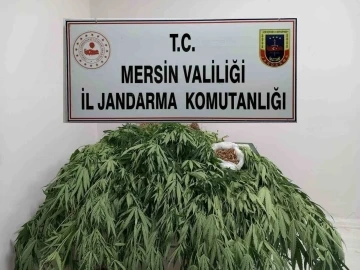 Mersin’de 341 kök kenevir ele geçirildi