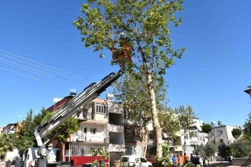 Mersin’de budanan ağaç dalları yakacak olarak dağıtılıyor
