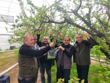 Mersin’de desteklenen çiftçiler, örtü altı erikte hasada başladı
