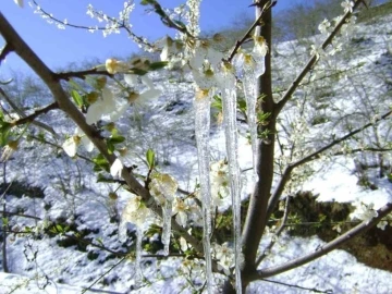 Meteorolojiden ‘Zirai don’ uyarısı
