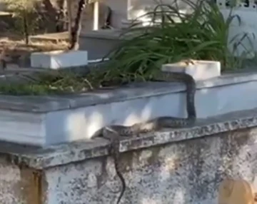 Mezarlıktaki yılan görenleri hayrete düşürdü
