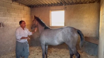 Milyonluk Arap ve İngiliz yarış atları Şanlıurfa’da yetişiyor

