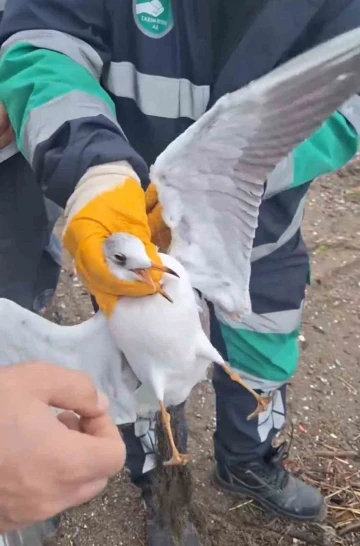 Misinaya dolanan martının yardımına ekipler yetişti