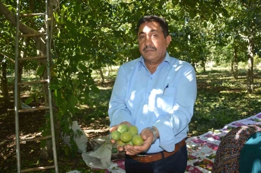 Modern tekniklerle toplanan Niksar cevizinde kalite zirveye taşındı
