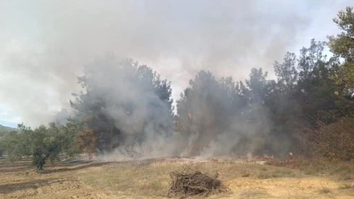 Mudanya'da ormanlık alanda yangın çıktı 