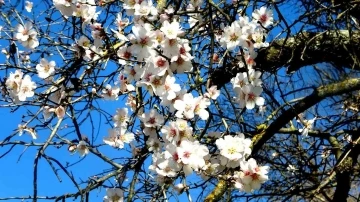 Muğla’da badem ağaçları çiçek açtı
